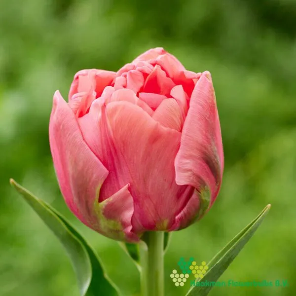 Tulipa Salmon Symbiose
