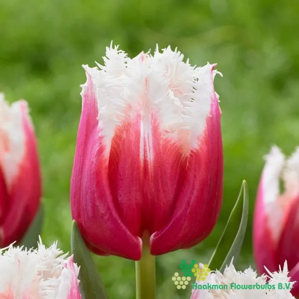 Tulp San Leandro