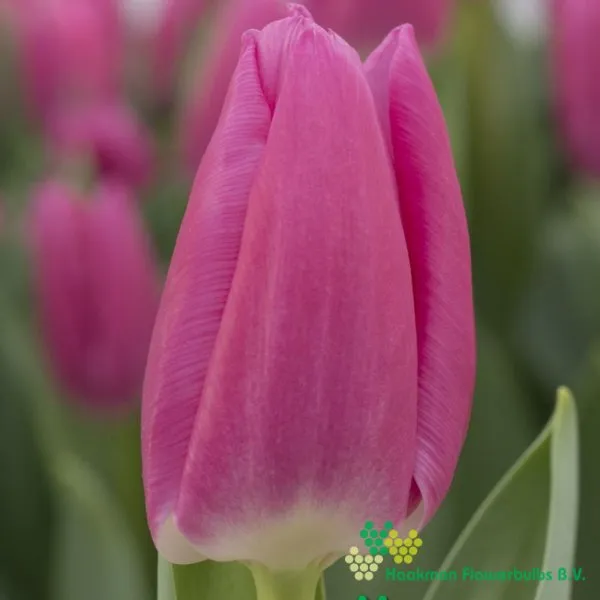Tulipa Sandor
