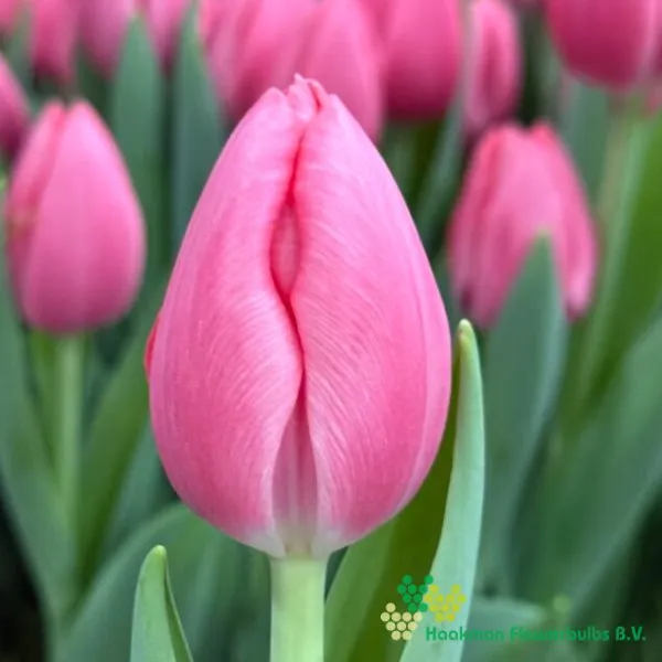 Tulp Sissi