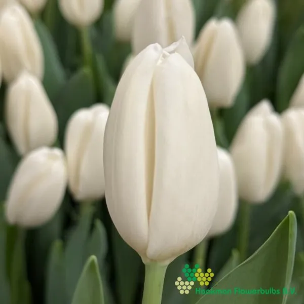 Tulipa Snowboard