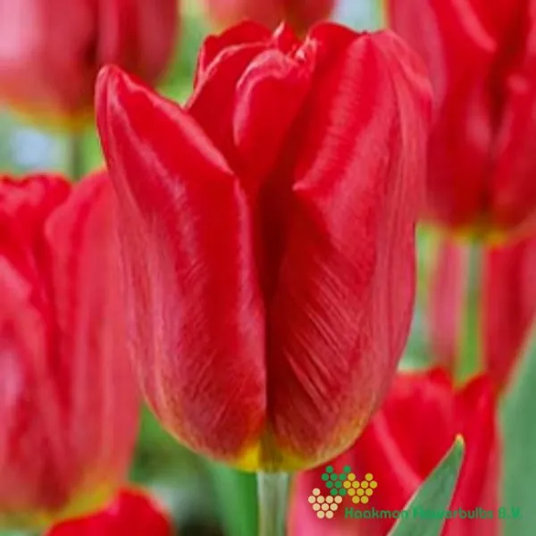 Tulp Strong Fire