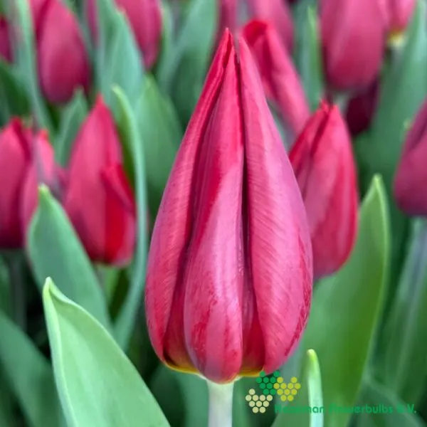 Tulp Strong Love