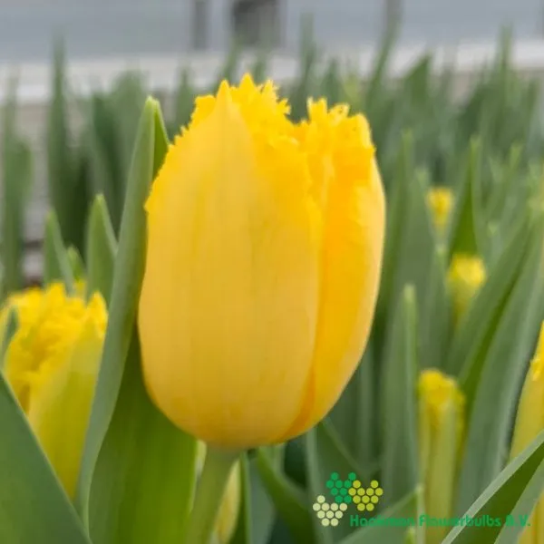 Tulp Sun Frillz