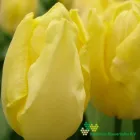 Sunny Prince