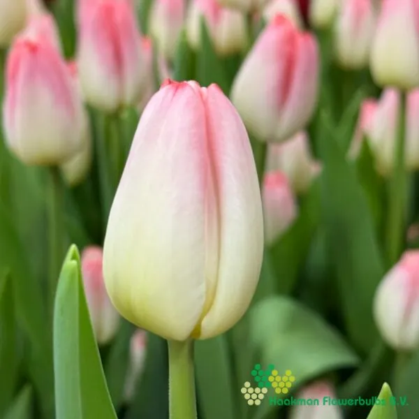Tulp Supermodel