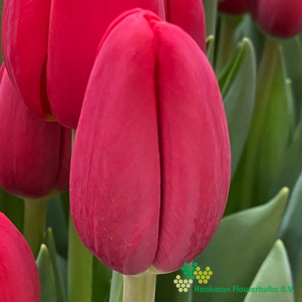 Surrender - Haakman Flowerbulbs