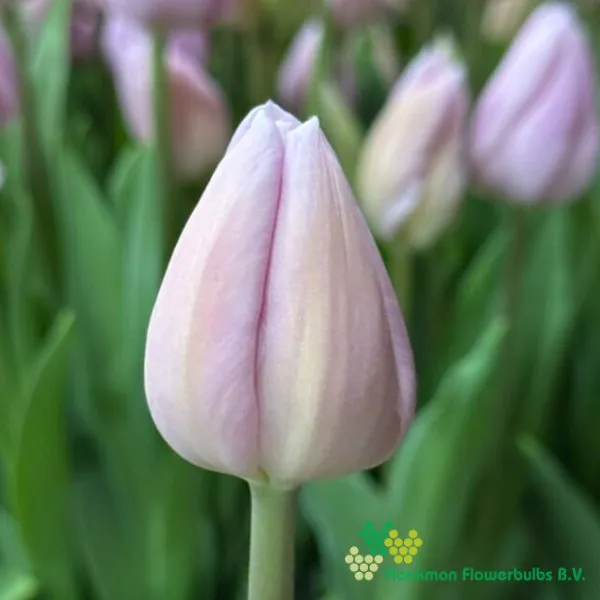 Tulipa Sweet Breeze