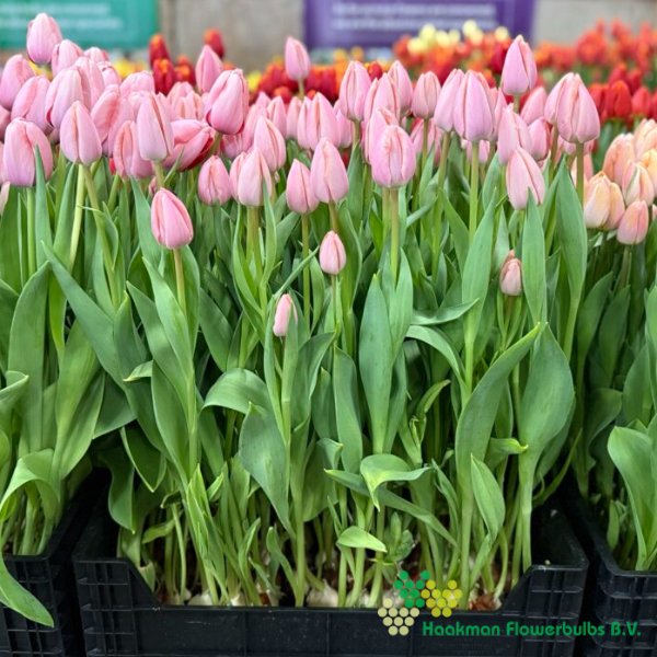 Thijs Boots - Haakman Flowerbulbs