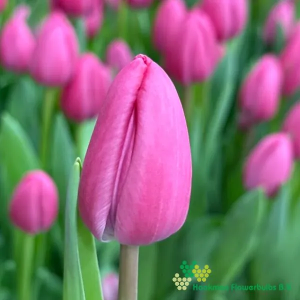Tulp Tineke Van Der Meer