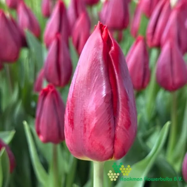 Tulp Tokyo
