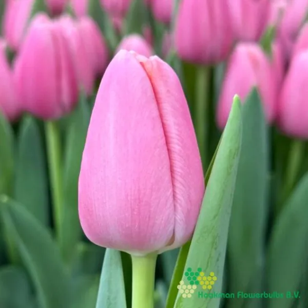 Tulp Tresor