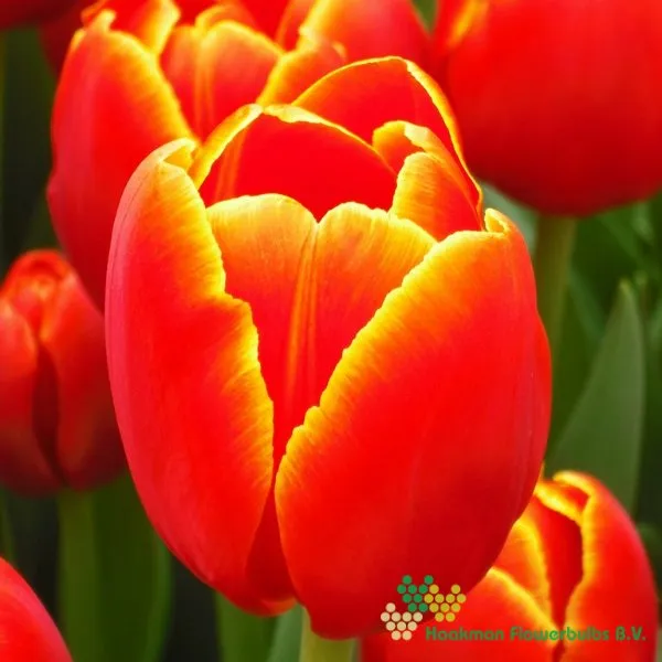 Tulp Verandi