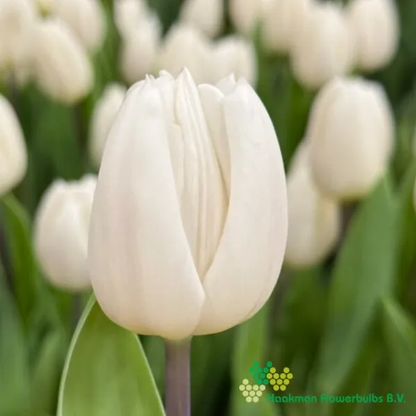 Tulp White Flag