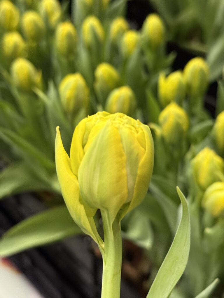 Ice Cream Banana - Haakman Flowerbulbs