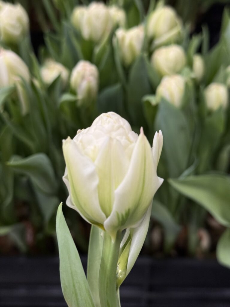 Ice Cream - Haakman Flowerbulbs