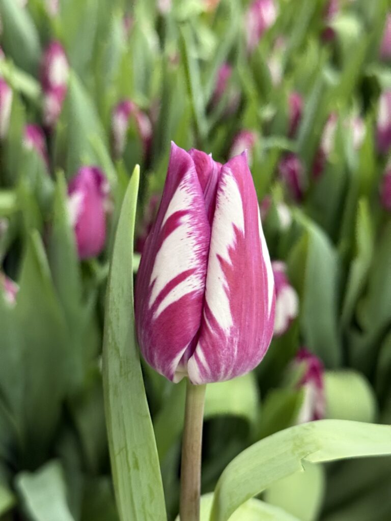 Ohio - Haakman Flowerbulbs