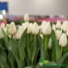 Franciscus