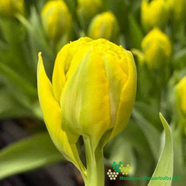 Tulp Ice Cream Banana