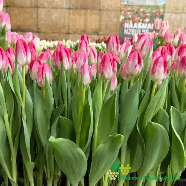 Tulp Momotaro