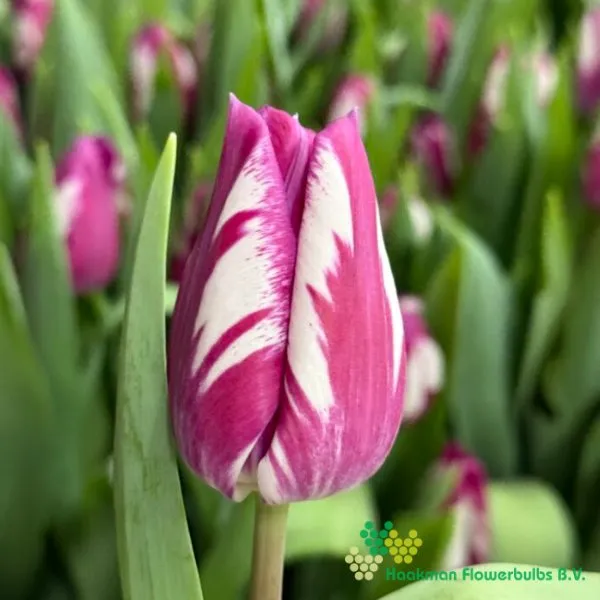 Tulp Ohio