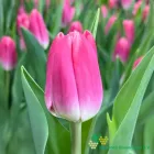 Pink Velvet