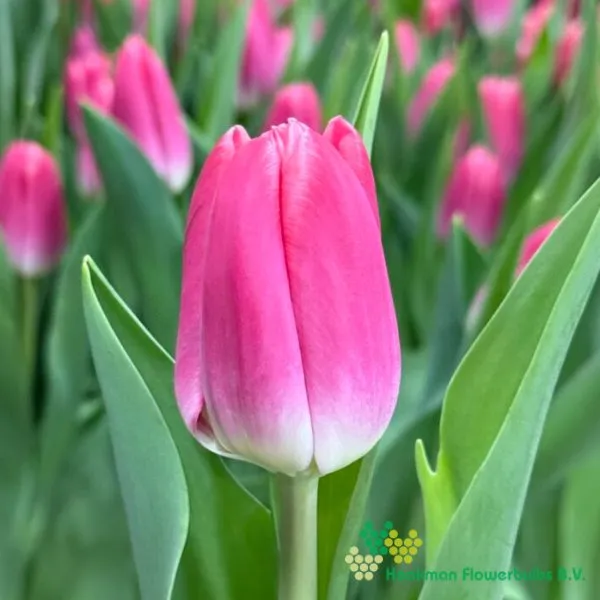 Tulp Pink Velvet