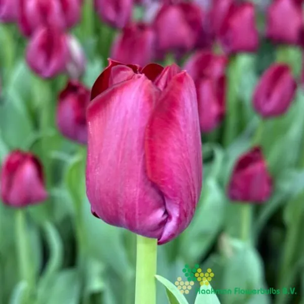 Tulp Red Saigon