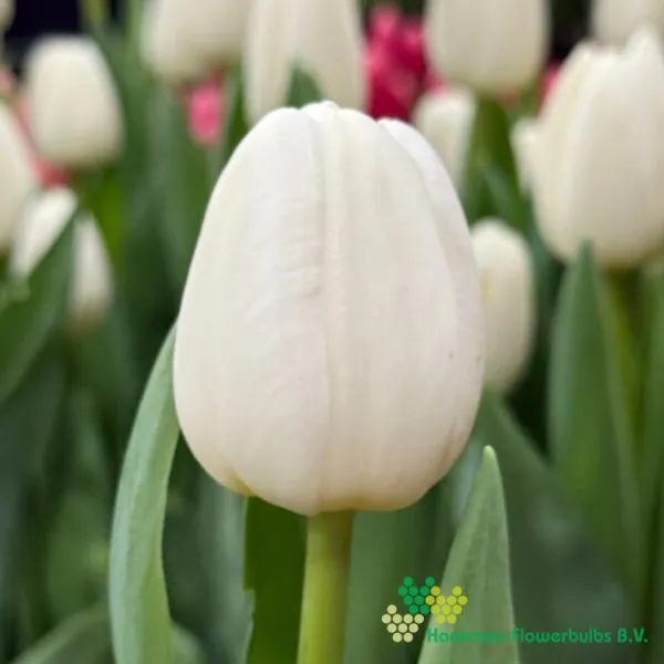 Tulipa Polestar