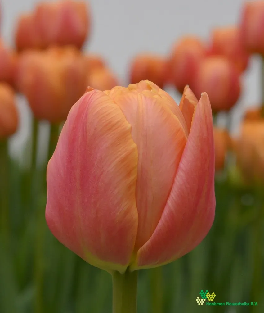 Tulp Formule One