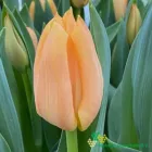 Peach Beauty