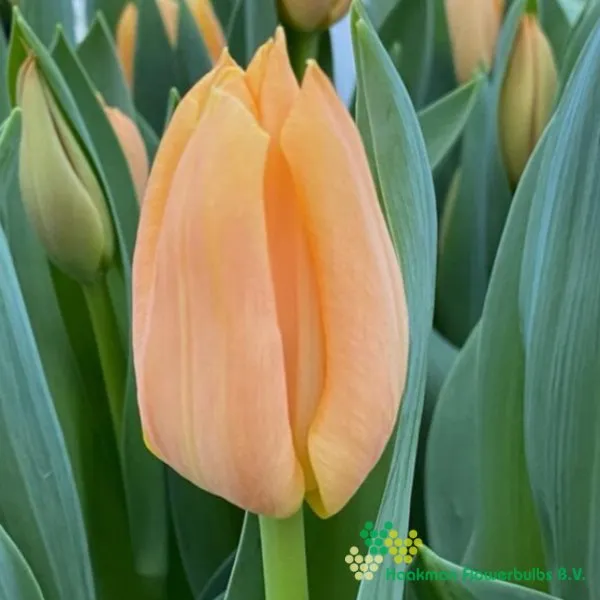 Tulp Peach Beauty