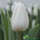Franciscus