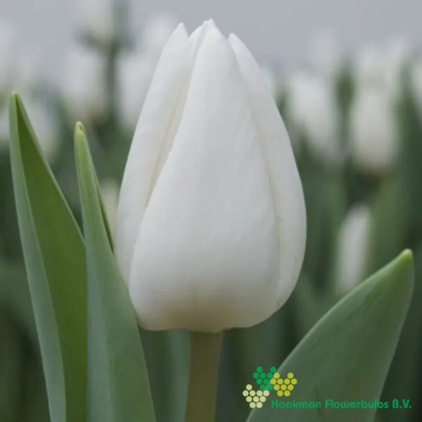Tulp Franciscus