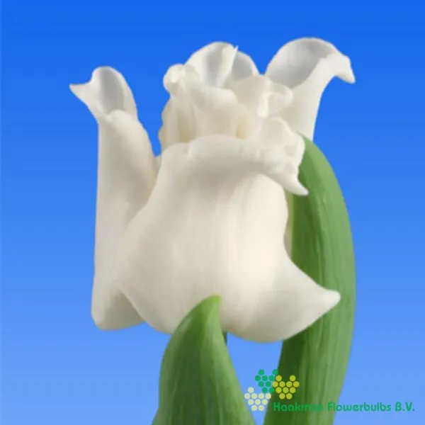 Tulp White Liberstar