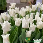 White Liberstar