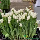 White Liberstar