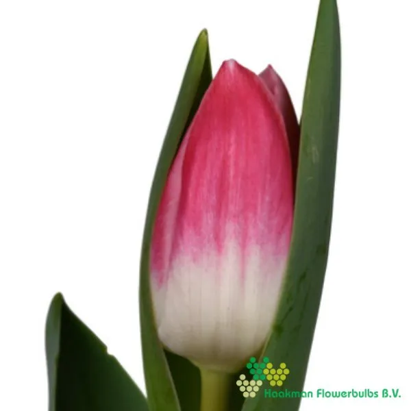 Tulp Vanessa