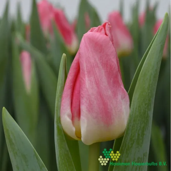 Tulp Pulitzer