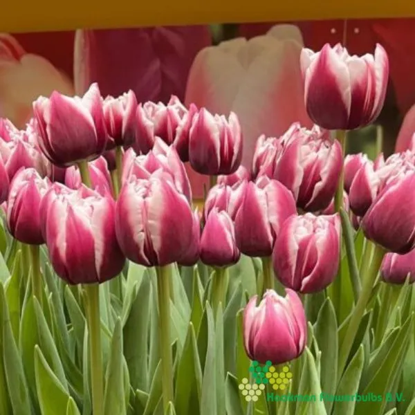 Tulp Ocean Drive