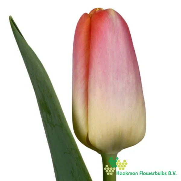 Tulp Kunyun