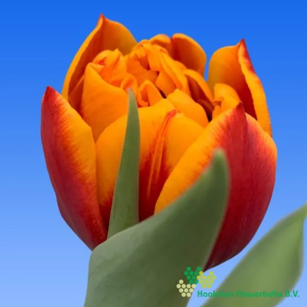 Tulp Atlas