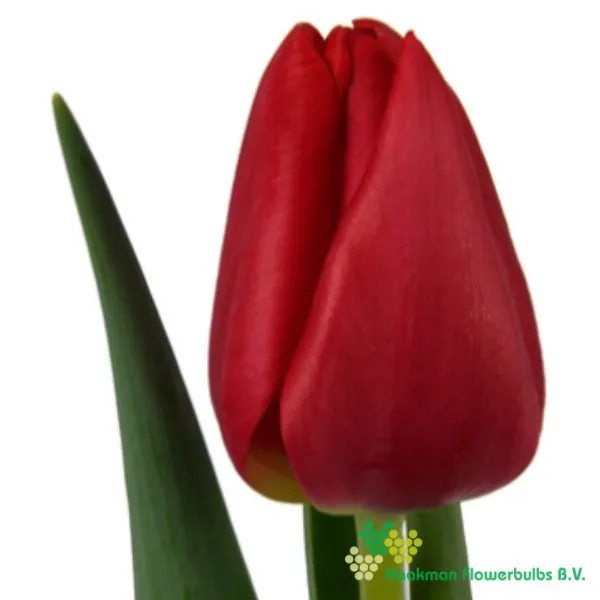 Tulp First Date