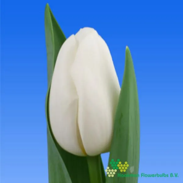 Tulp White Dynasty
