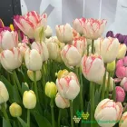 Showroom