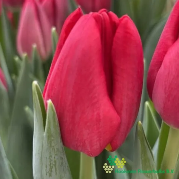 Tulp Proton
