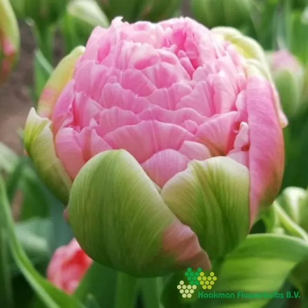 Tulp Strawberry Cream