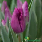 Purple Influence