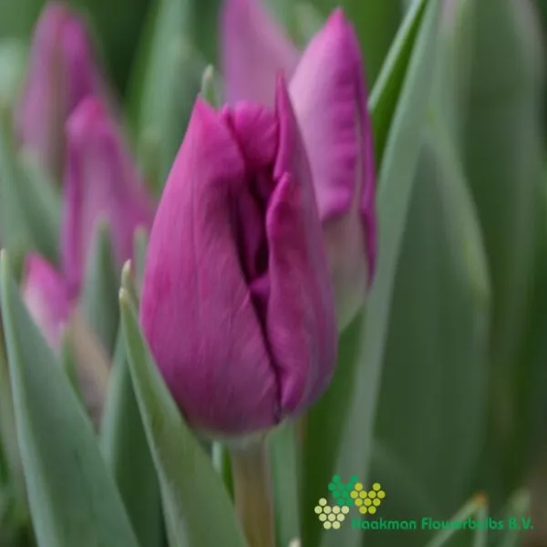 Tulp Purple Influence