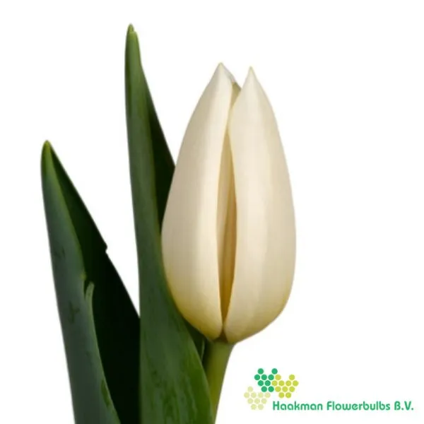Tulp White River